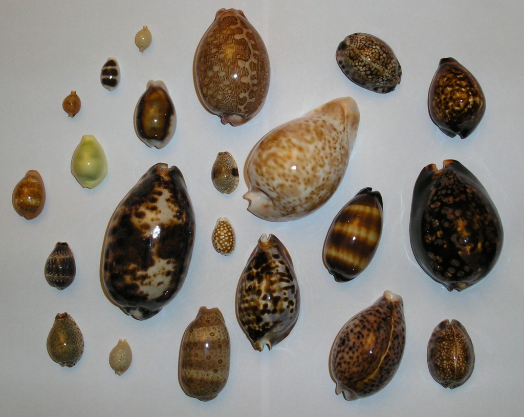 Cowrie Shells of Different Types