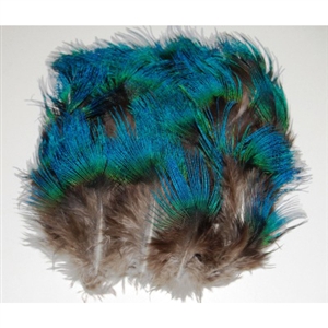 Peacock Feather