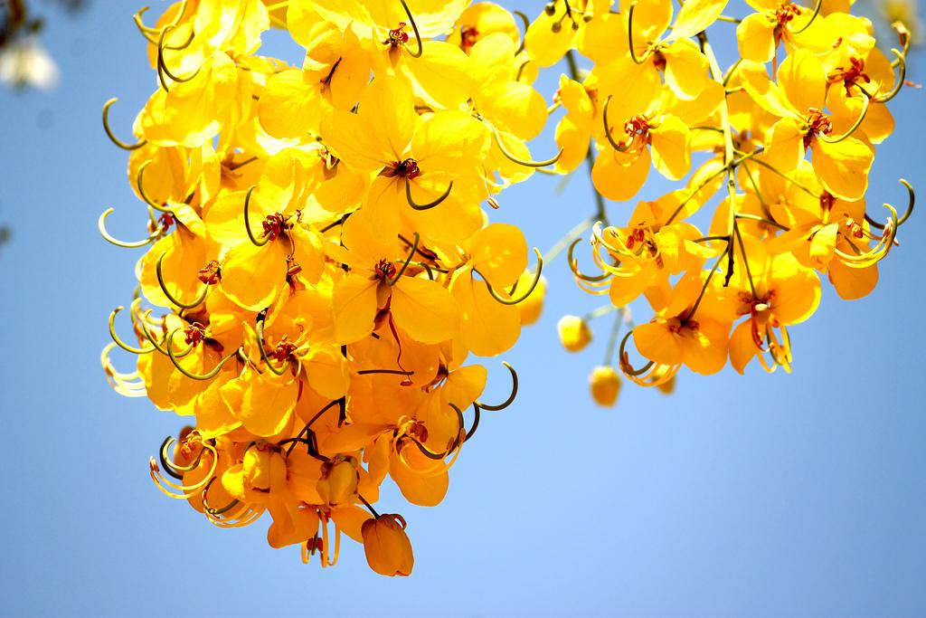 Kanikkonna: golden-yellow flowers. (Image: C1.staticflickr.com)