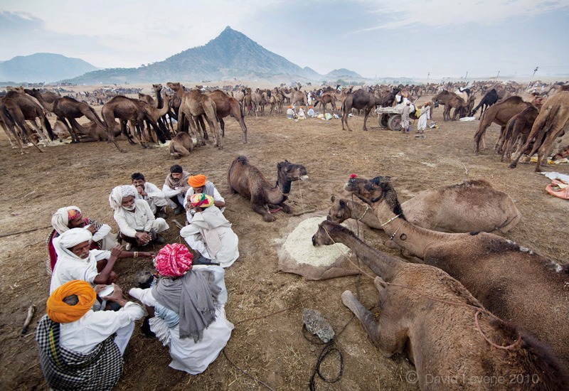 Pushkar Camel Fair